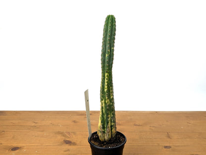 Rare Variegated Cactus Myrtillocactus