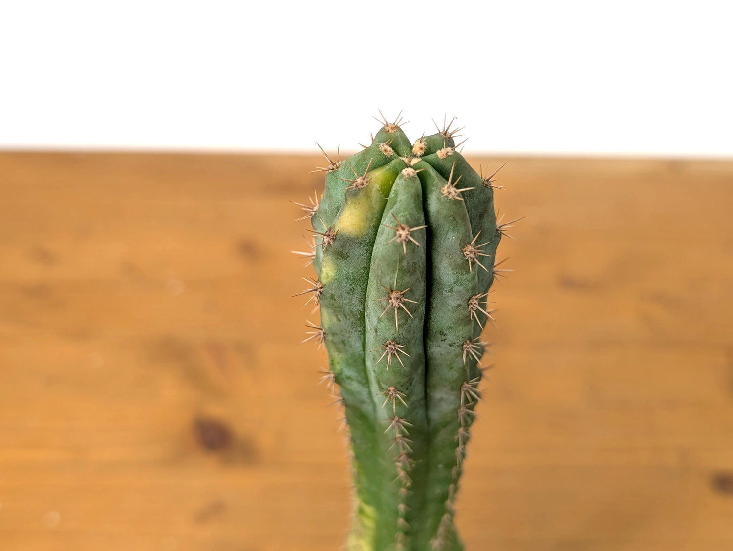 Rare Variegated Cactus Myrtillocactus