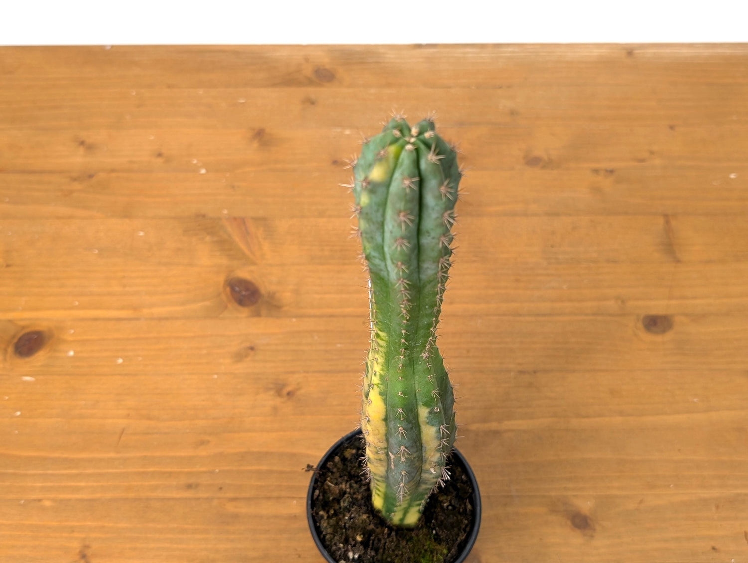 Rare Variegated Cactus Myrtillocactus