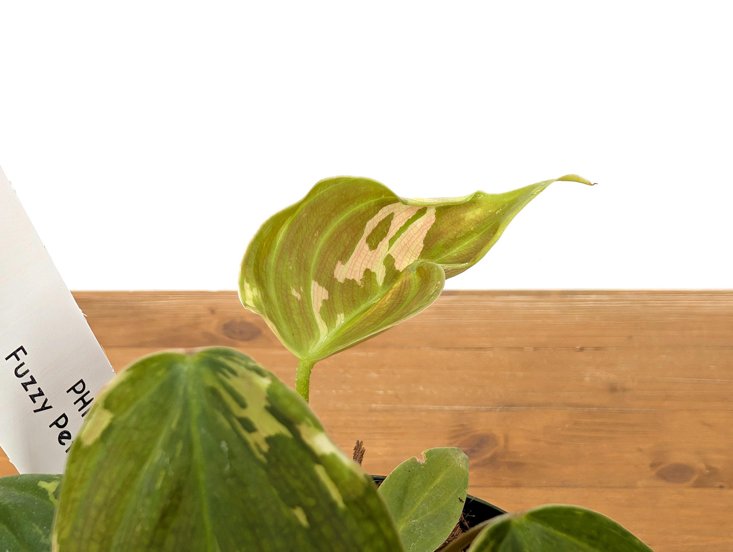 EXACT Plant Variegated Philodendron Fuzzy Petiole 4 inch pot