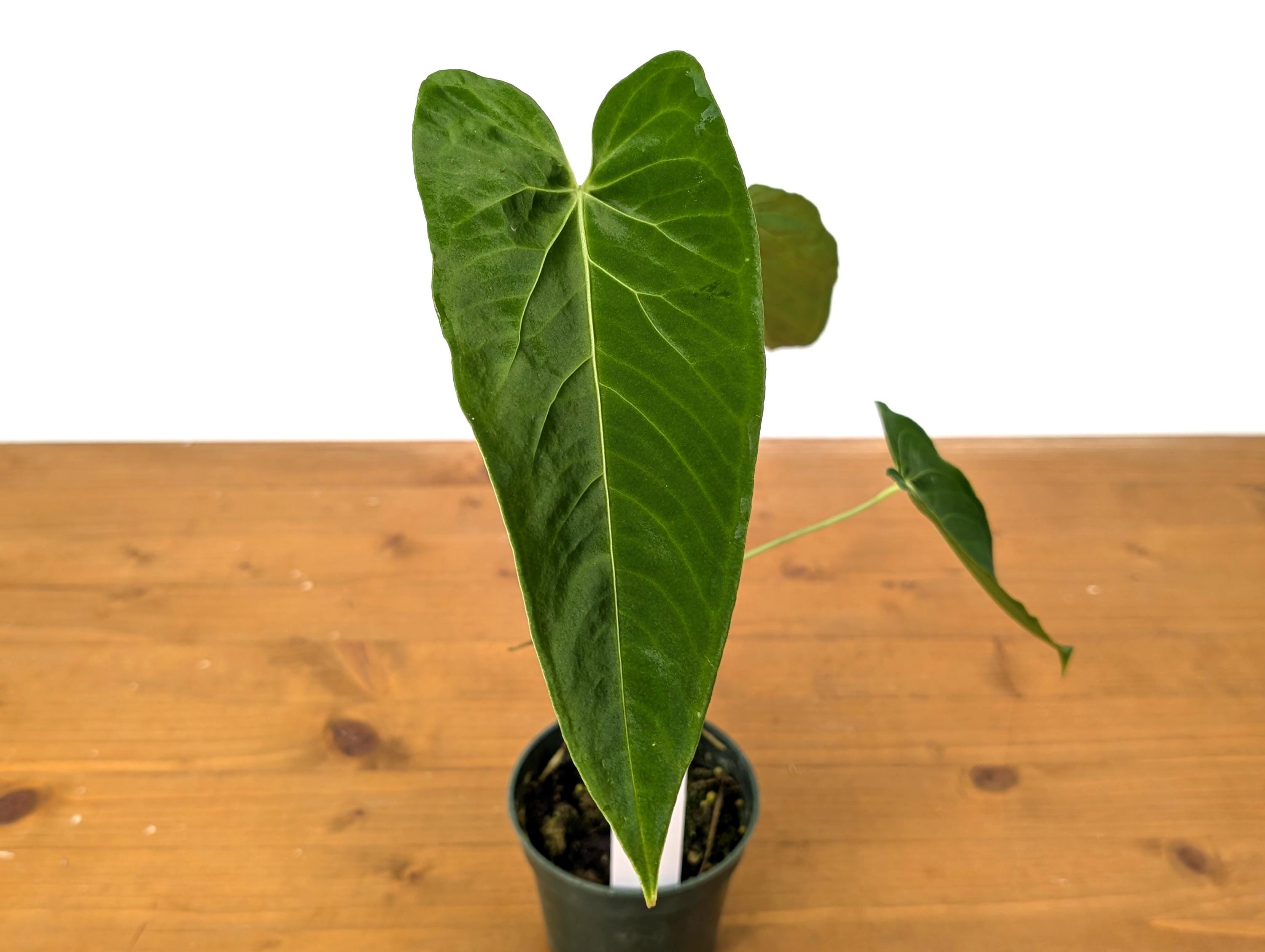 Anthurium (Warocqueanum x Waterburyanum) x Queremalense  - EXACT PLANT with Open Sinus