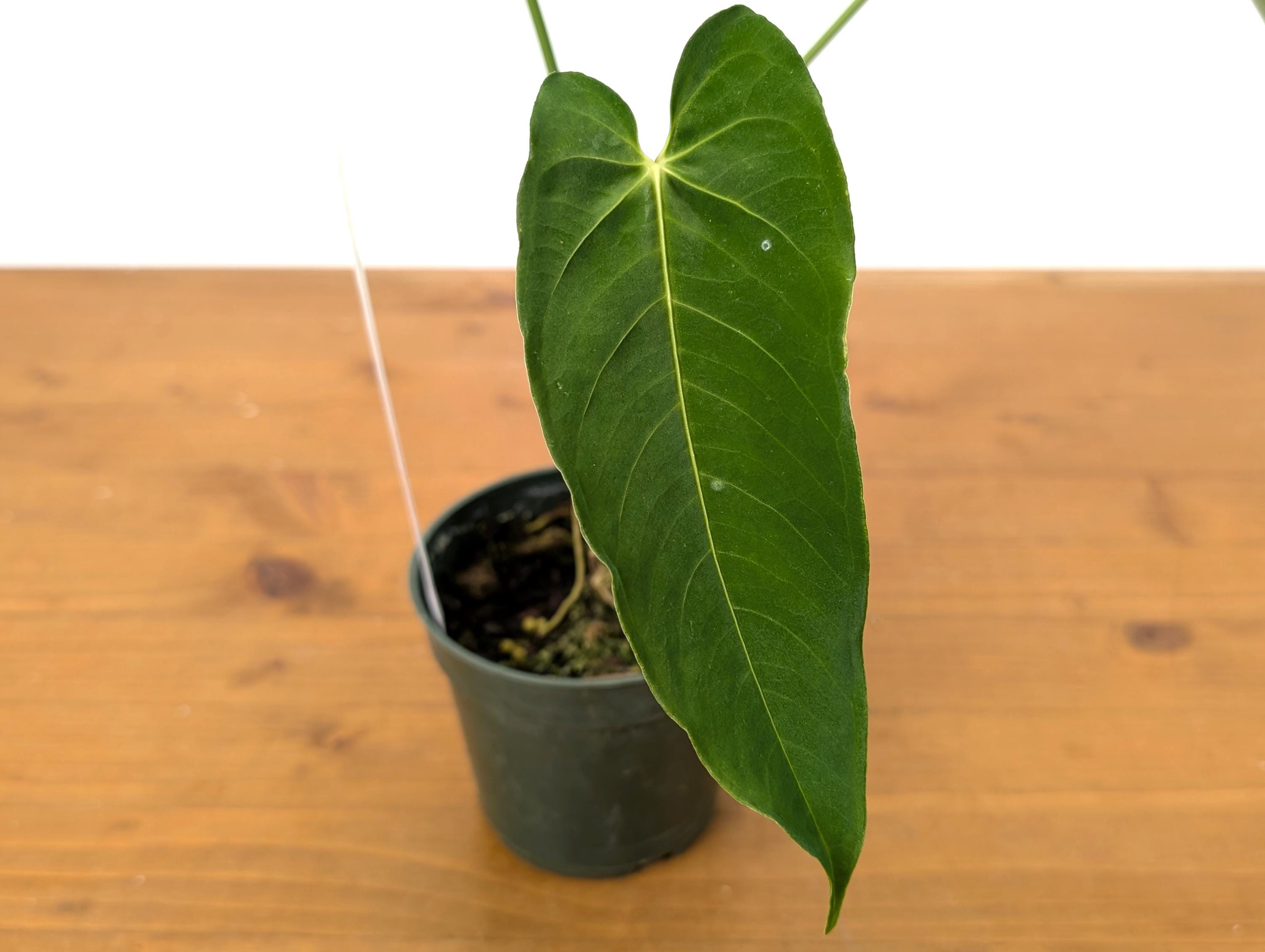 Anthurium (Warocqueanum x Waterburyanum) x Queremalense  - EXACT PLANT with Open Sinus