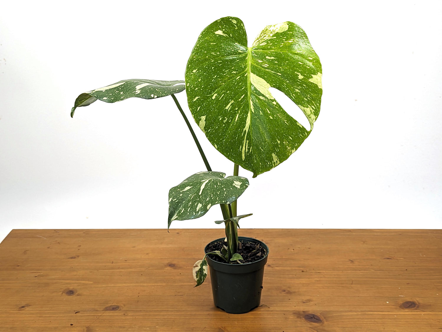 Monstera Thai Constellation 4 Inch Pot Over 12 Inches Tall Our 