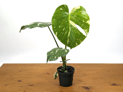 Monstera Thai Constellation 4 Inch Pot Over 12 Inches Tall Our 