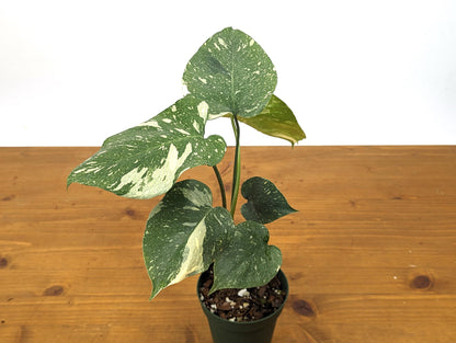 Monstera Thai Constellation 4 Inch Pot Over 12 Inches Tall Our 