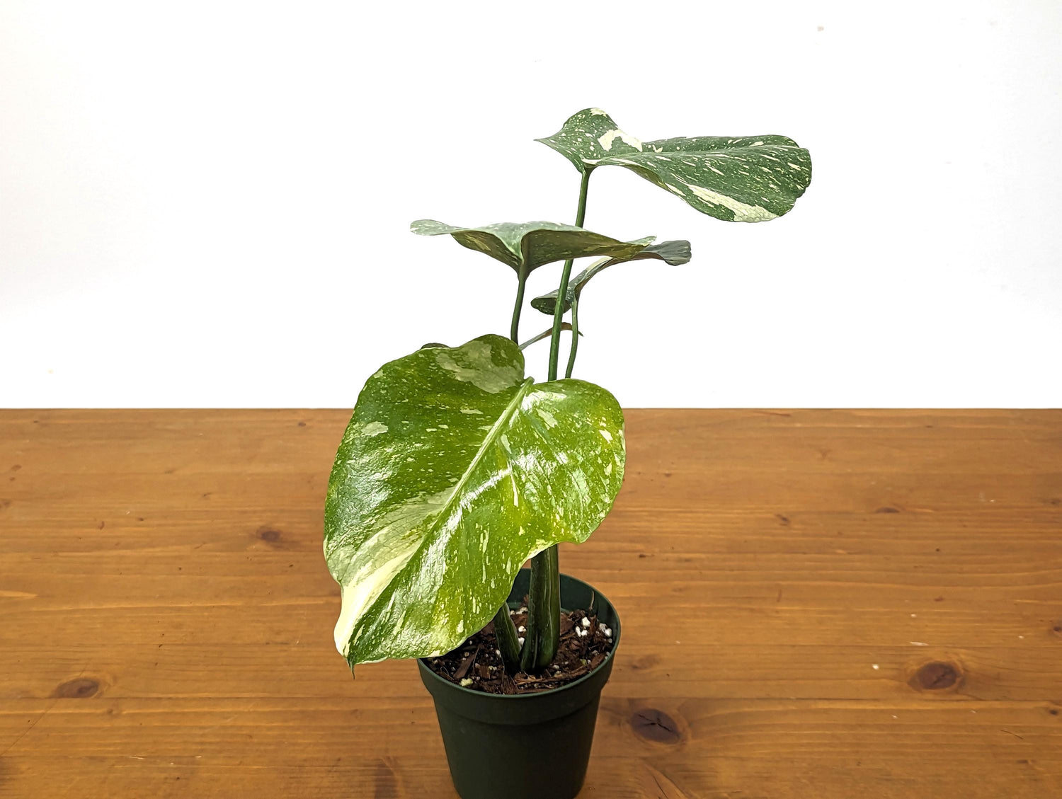 Monstera Thai Constellation 4 Inch Pot Over 12 Inches Tall Our 