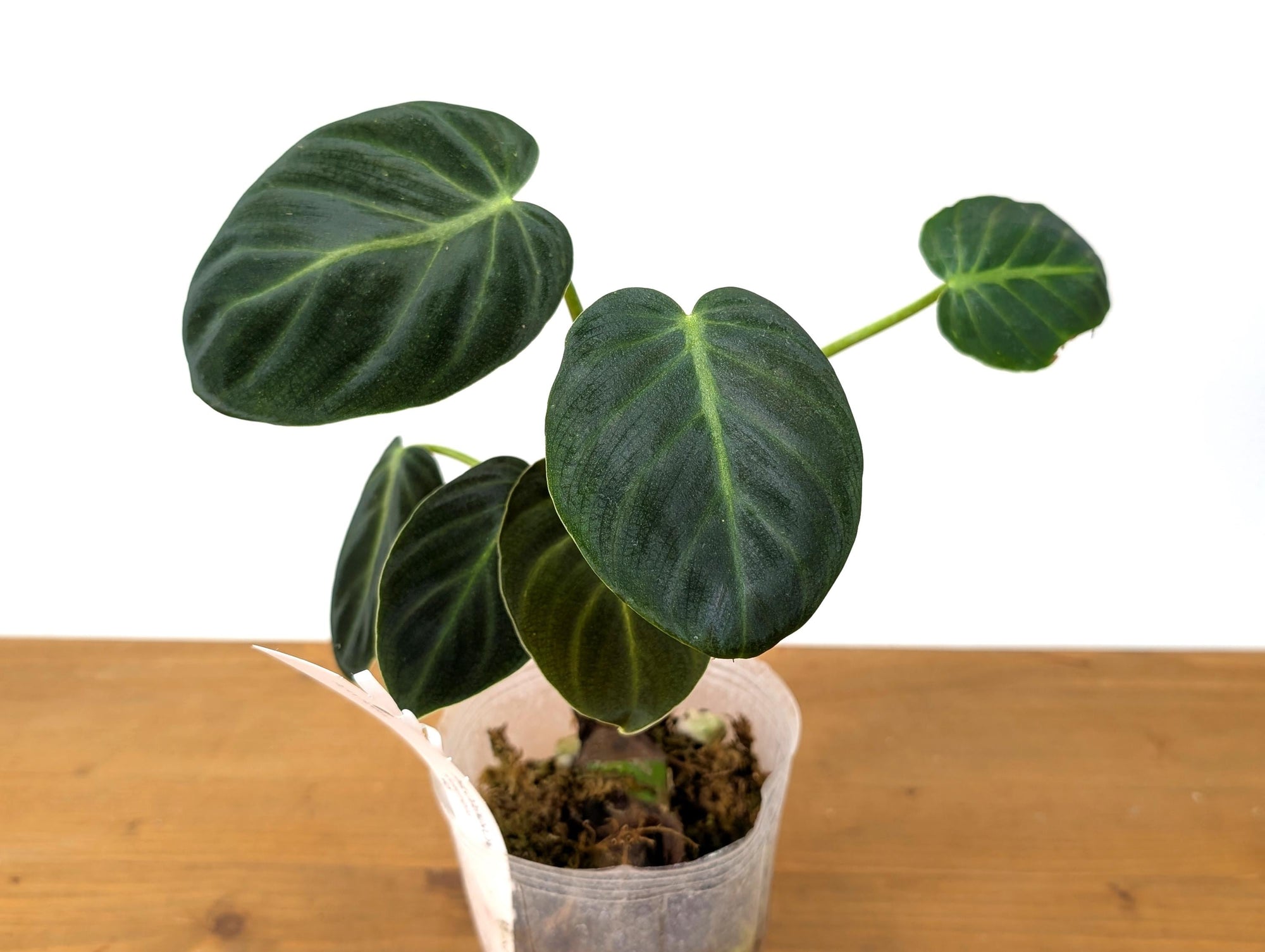 philodendron luxurians care Philodendron Luxurians