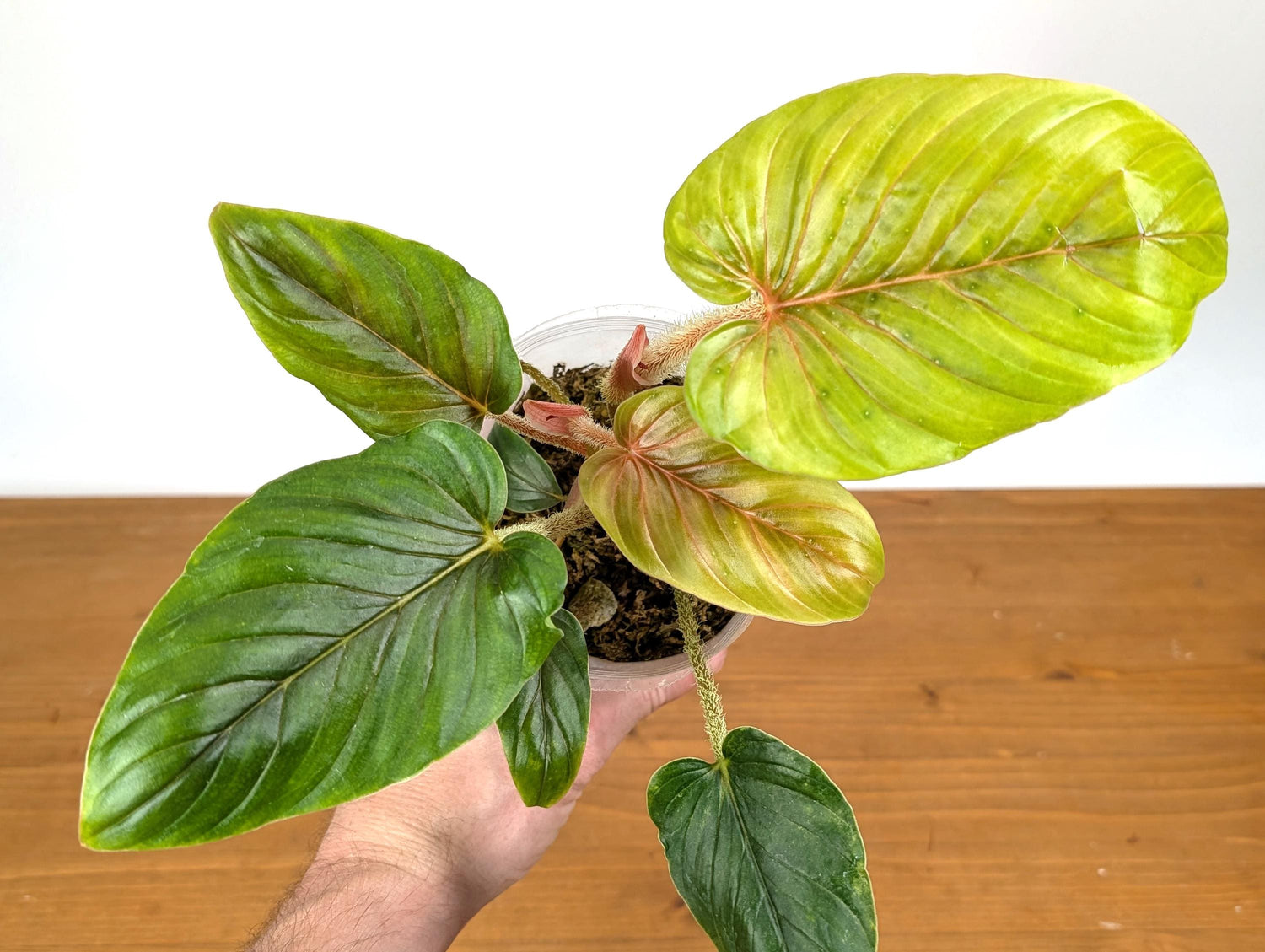 Philodendron Serpens Pink