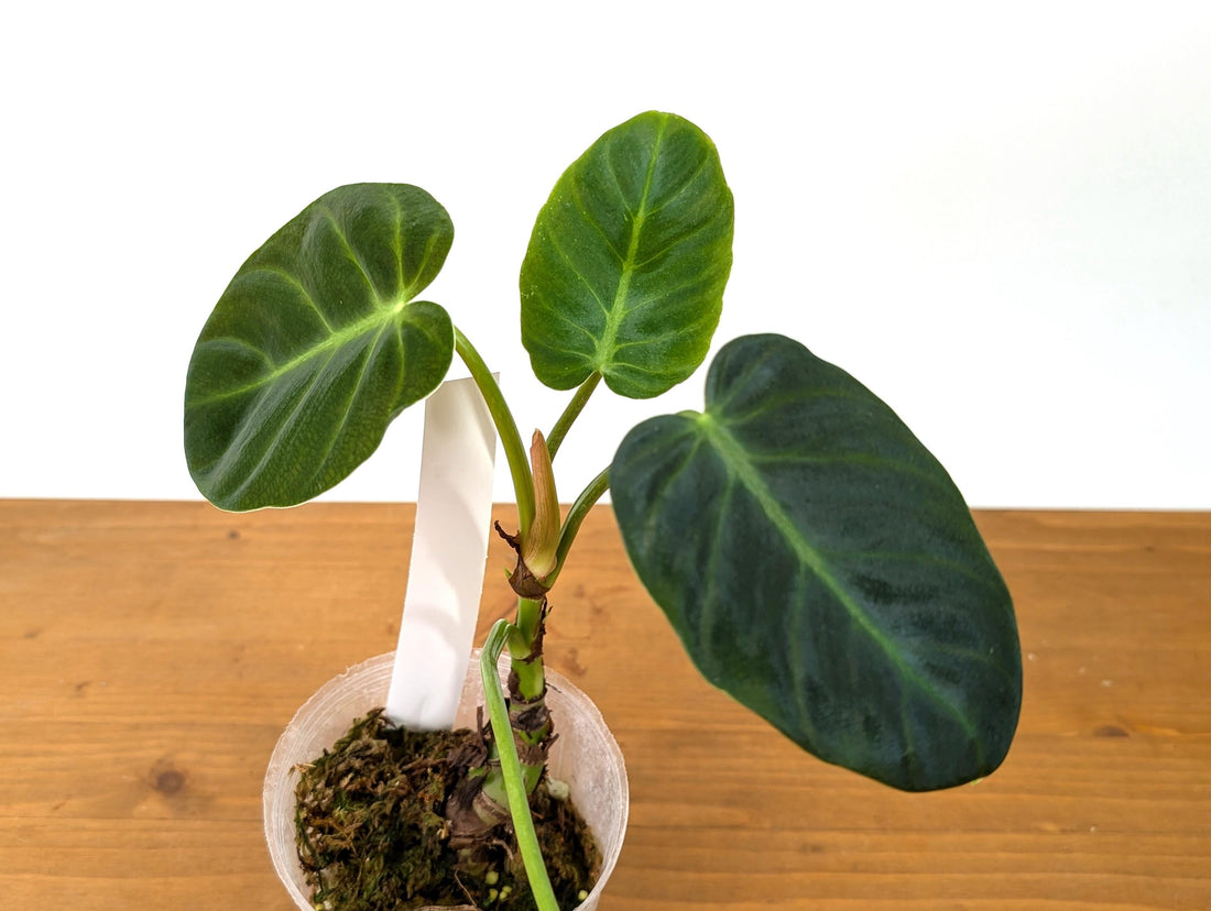 Philodendron Luxurians