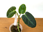 Philodendron Luxurians