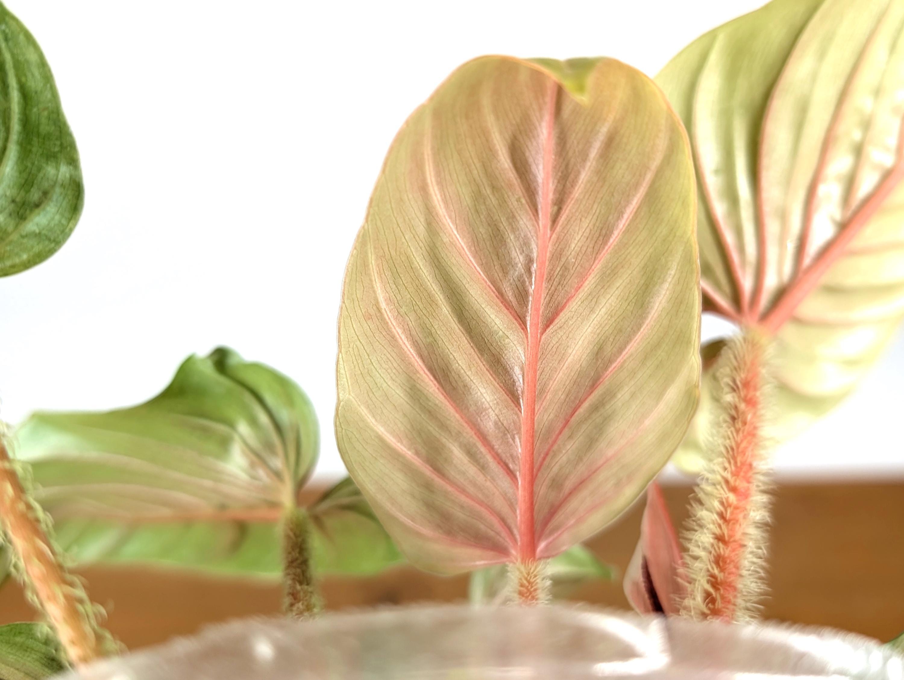 Philodendron Serpens Pink