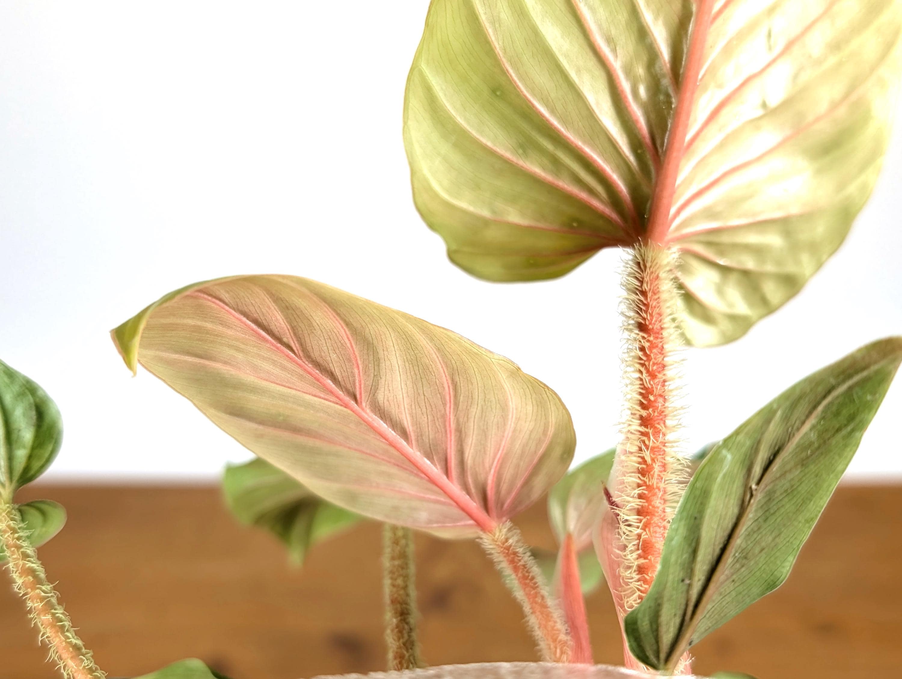 Philodendron Serpens Pink