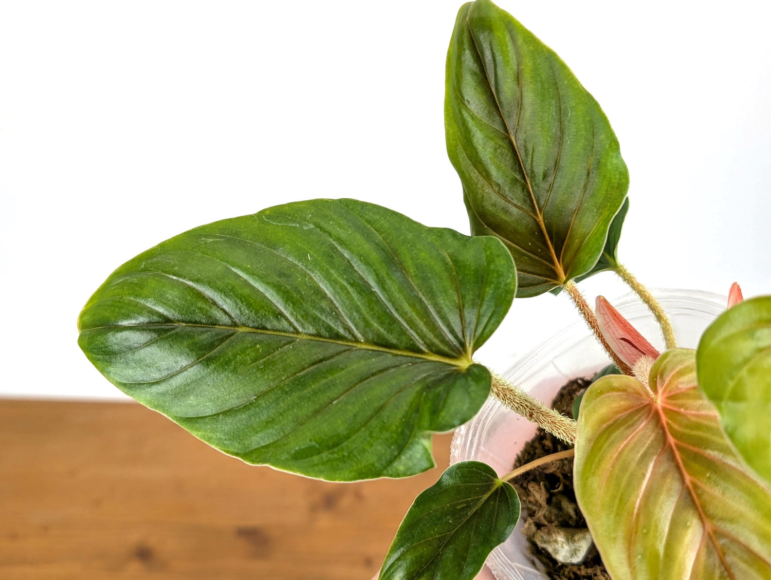 Philodendron Serpens Pink