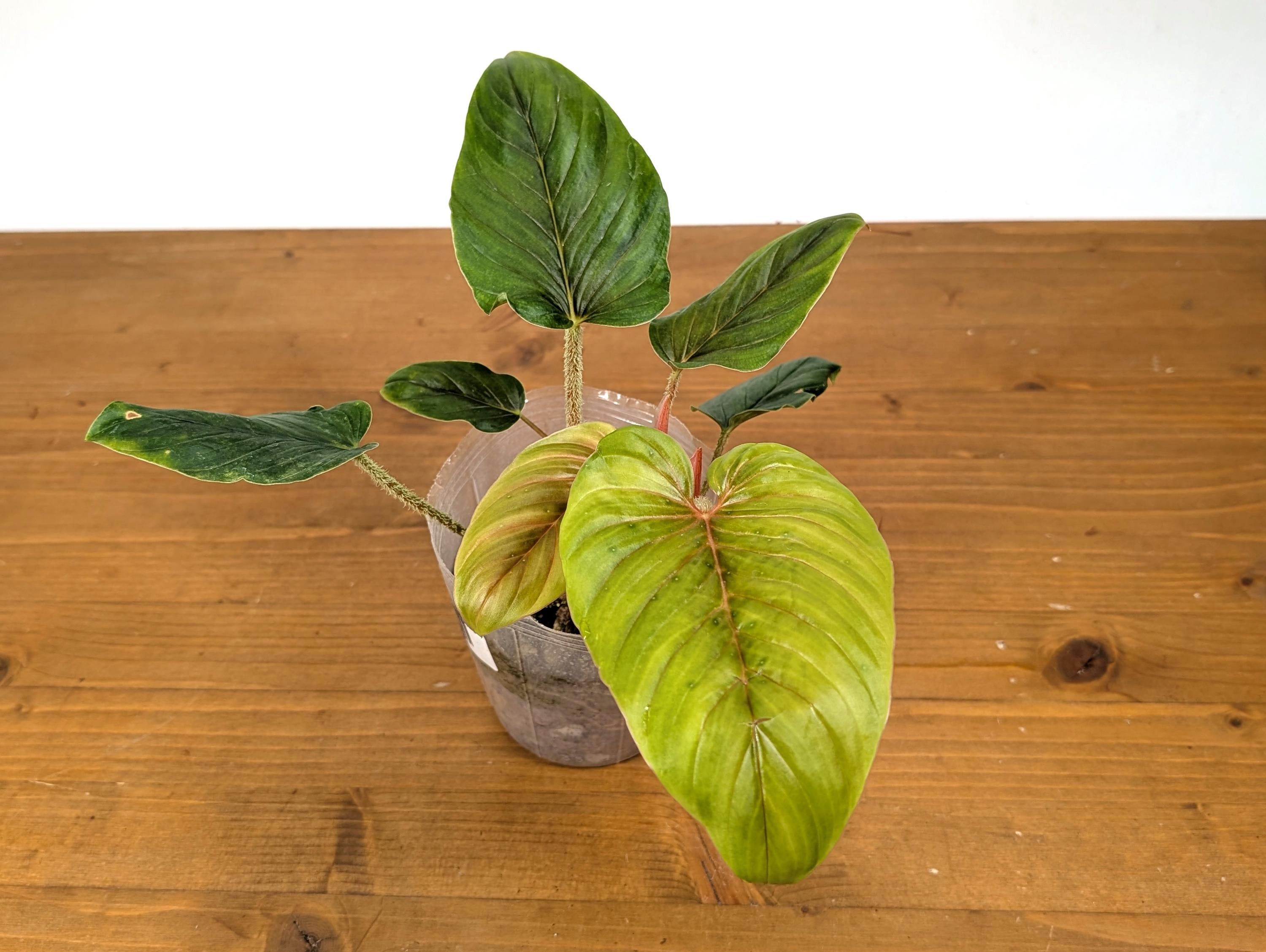 Philodendron Serpens Pink