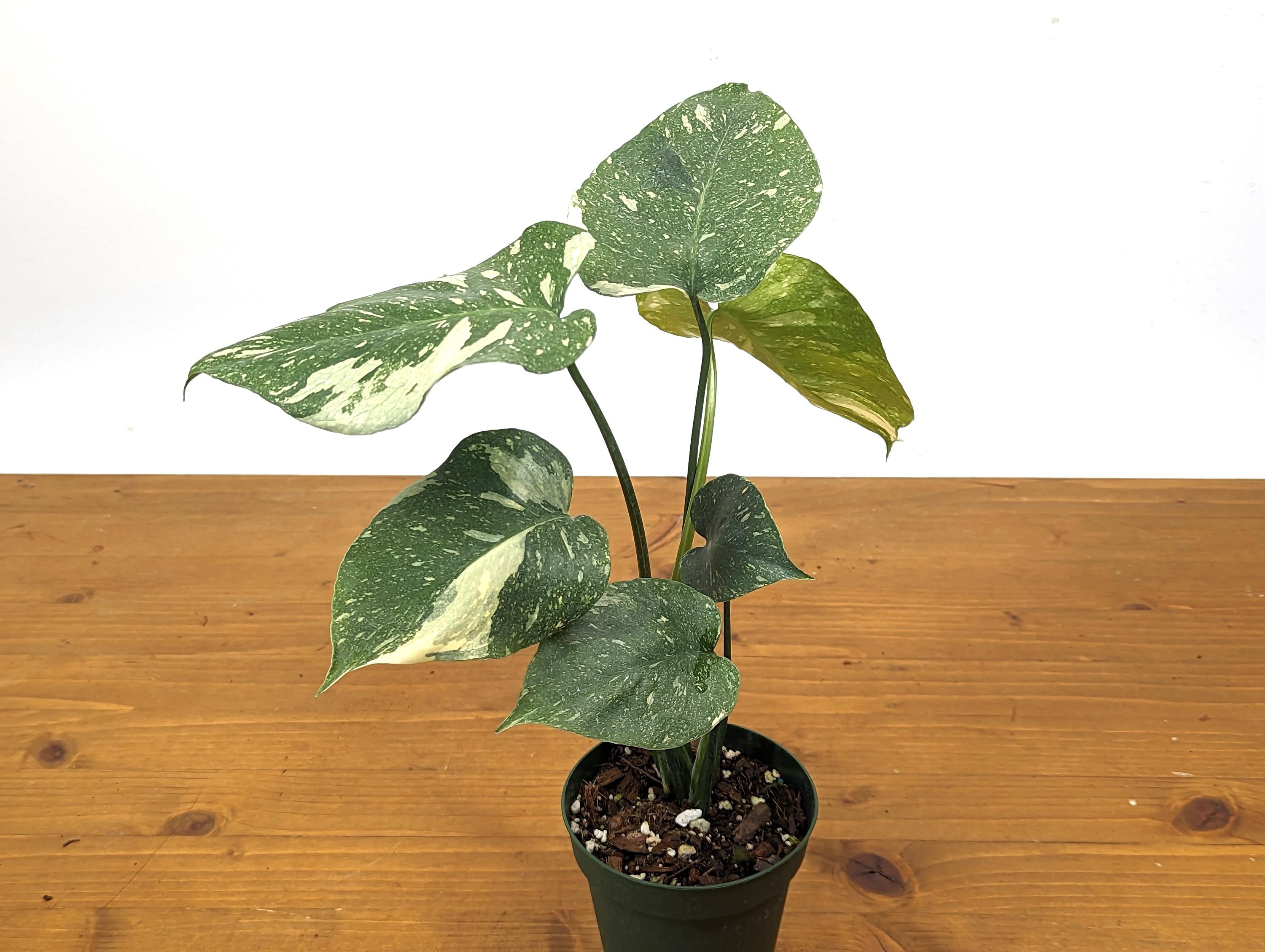 Monstera Thai Constellation 4 Inch Pot Over 12 Inches Tall Our 