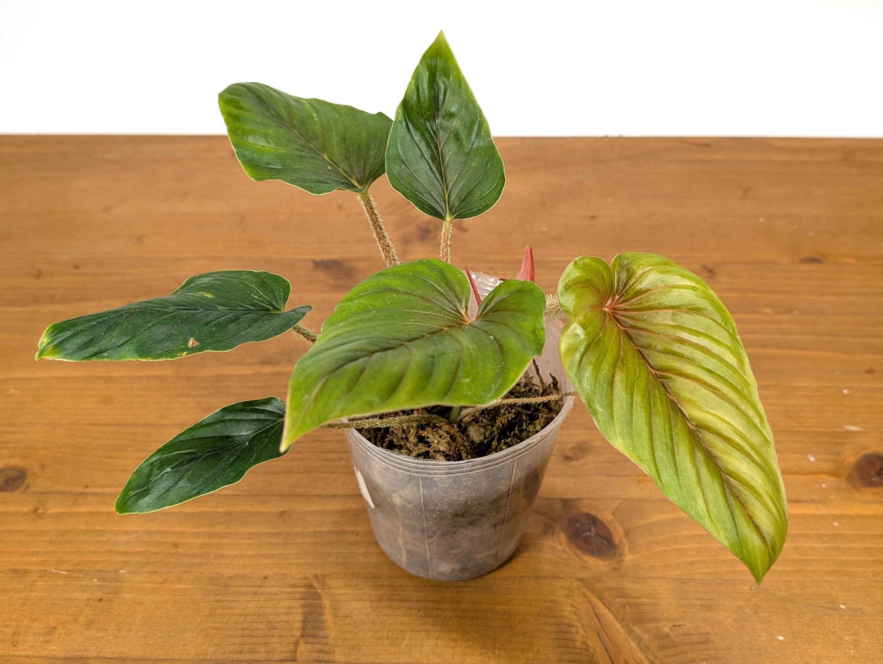 Philodendron Serpens Pink