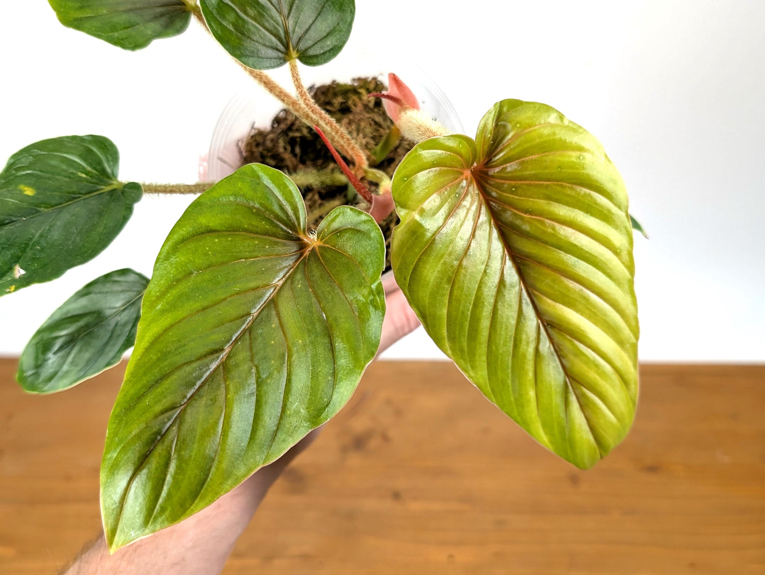 Philodendron Serpens Pink