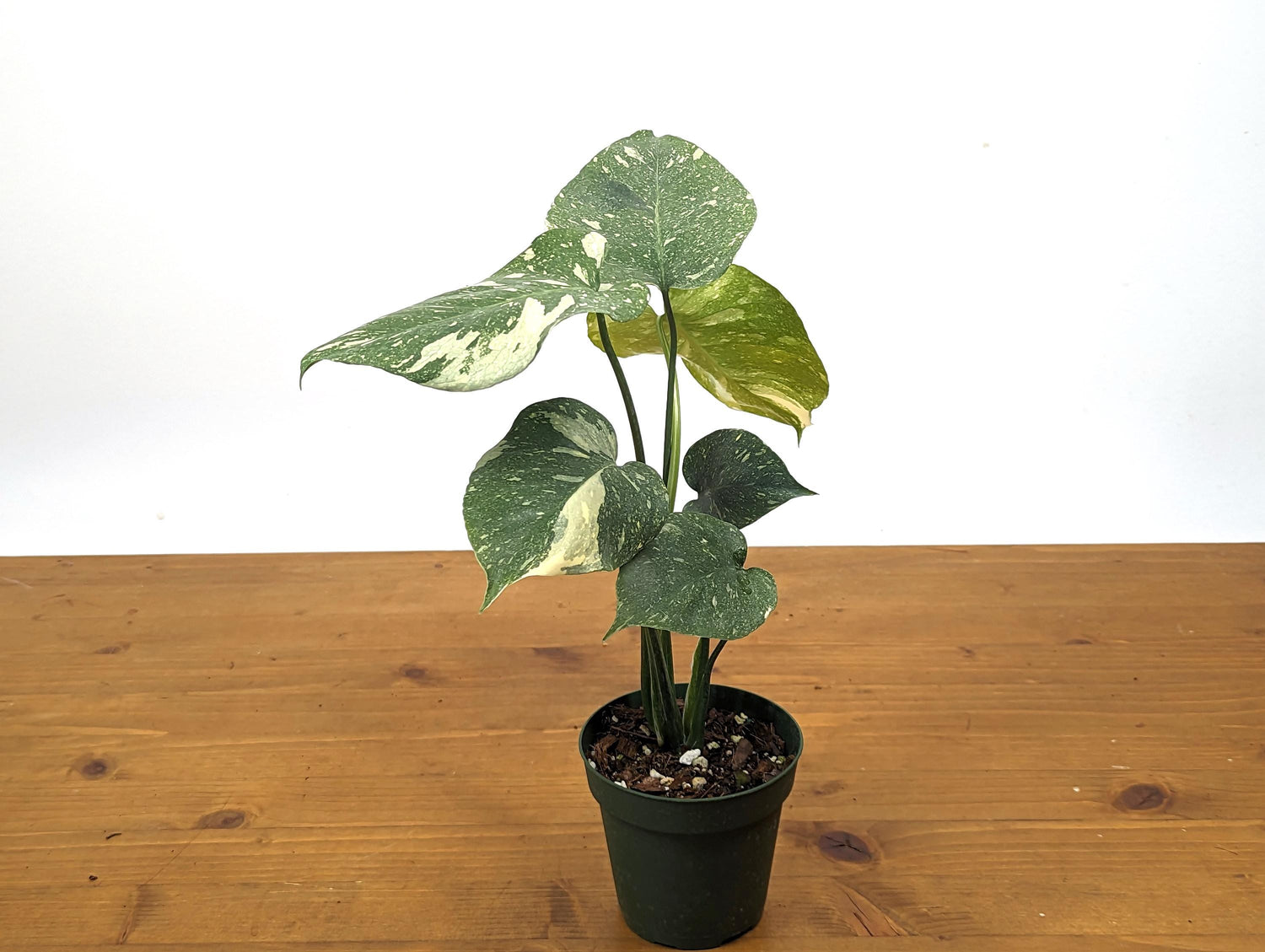 Monstera Thai Constellation 4 Inch Pot Over 12 Inches Tall Our 