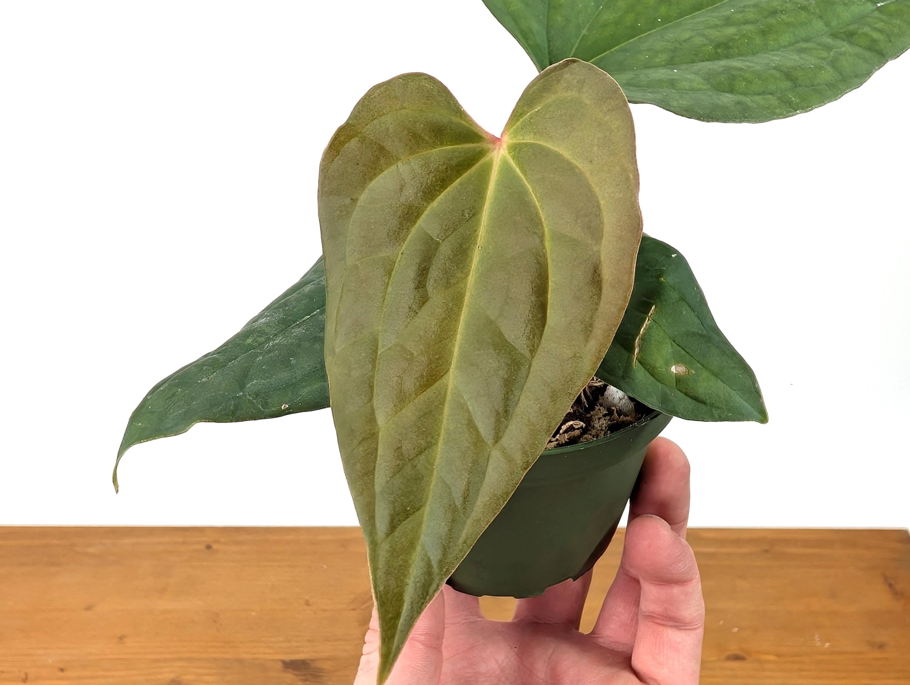 Anthurium (Crystallinum x Besseae) x A. Luxurians Rare Hybrid in 4 inch pot