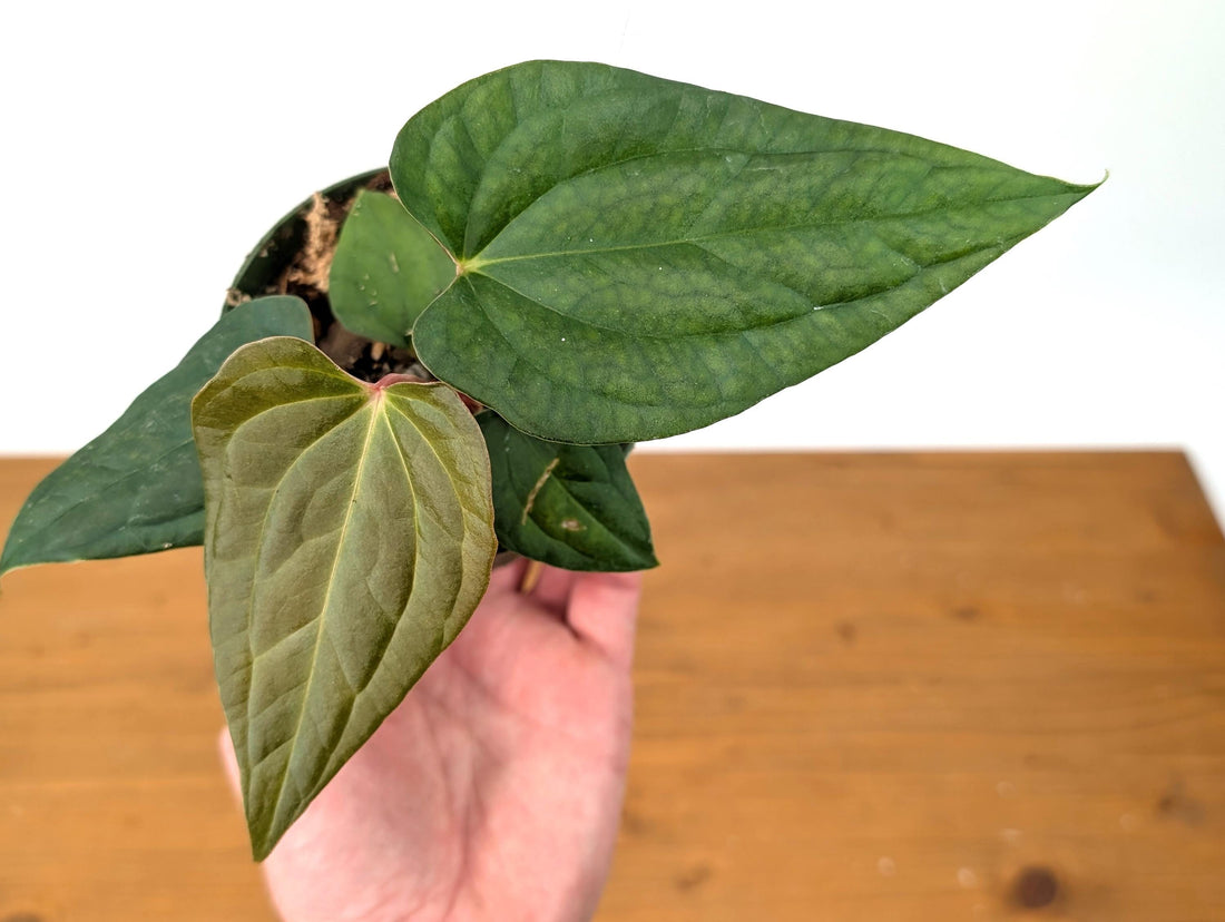 Anthurium (Crystallinum x Besseae) x A. Luxurians Rare Hybrid in 4 inch pot