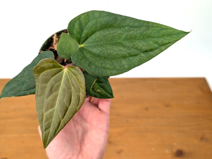 Anthurium (Crystallinum x Besseae) x A. Luxurians Rare Hybrid in 4 inch pot