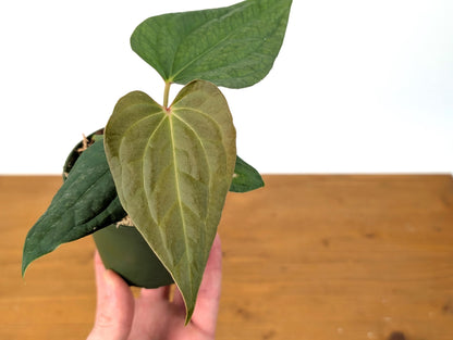 Anthurium (Crystallinum x Besseae) x A. Luxurians Rare Hybrid in 4 inch pot