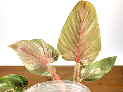 Philodendron Serpens Pink