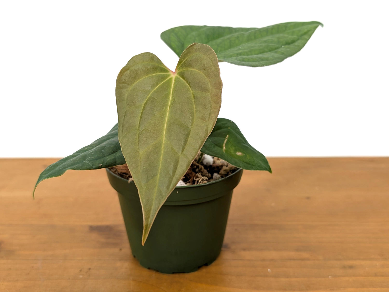 Anthurium (Crystallinum x Besseae) x A. Luxurians Rare Hybrid in 4 inch pot