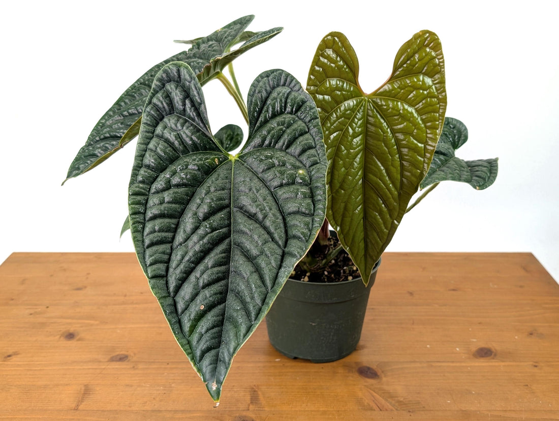 EXACT XL Anthurium Luxurians - Deep Textured Leaves - Extra Plant in 6 inch pot