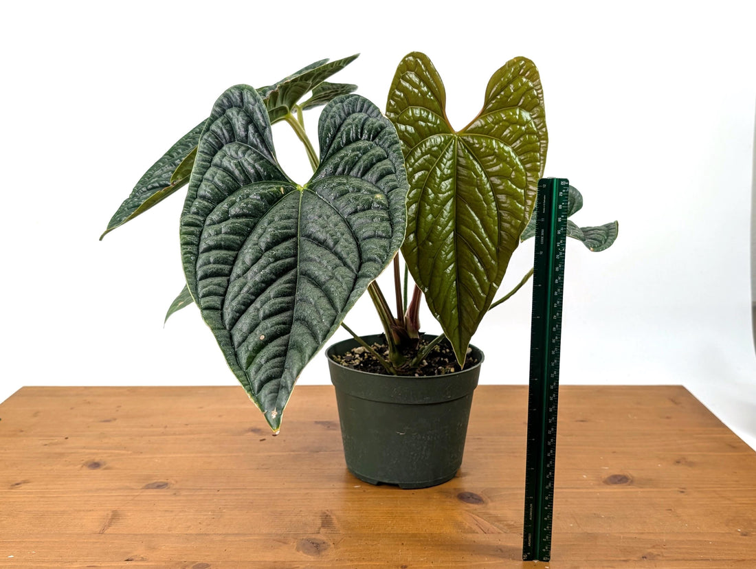 EXACT XL Anthurium Luxurians - Deep Textured Leaves - Extra Plant in 6 inch pot