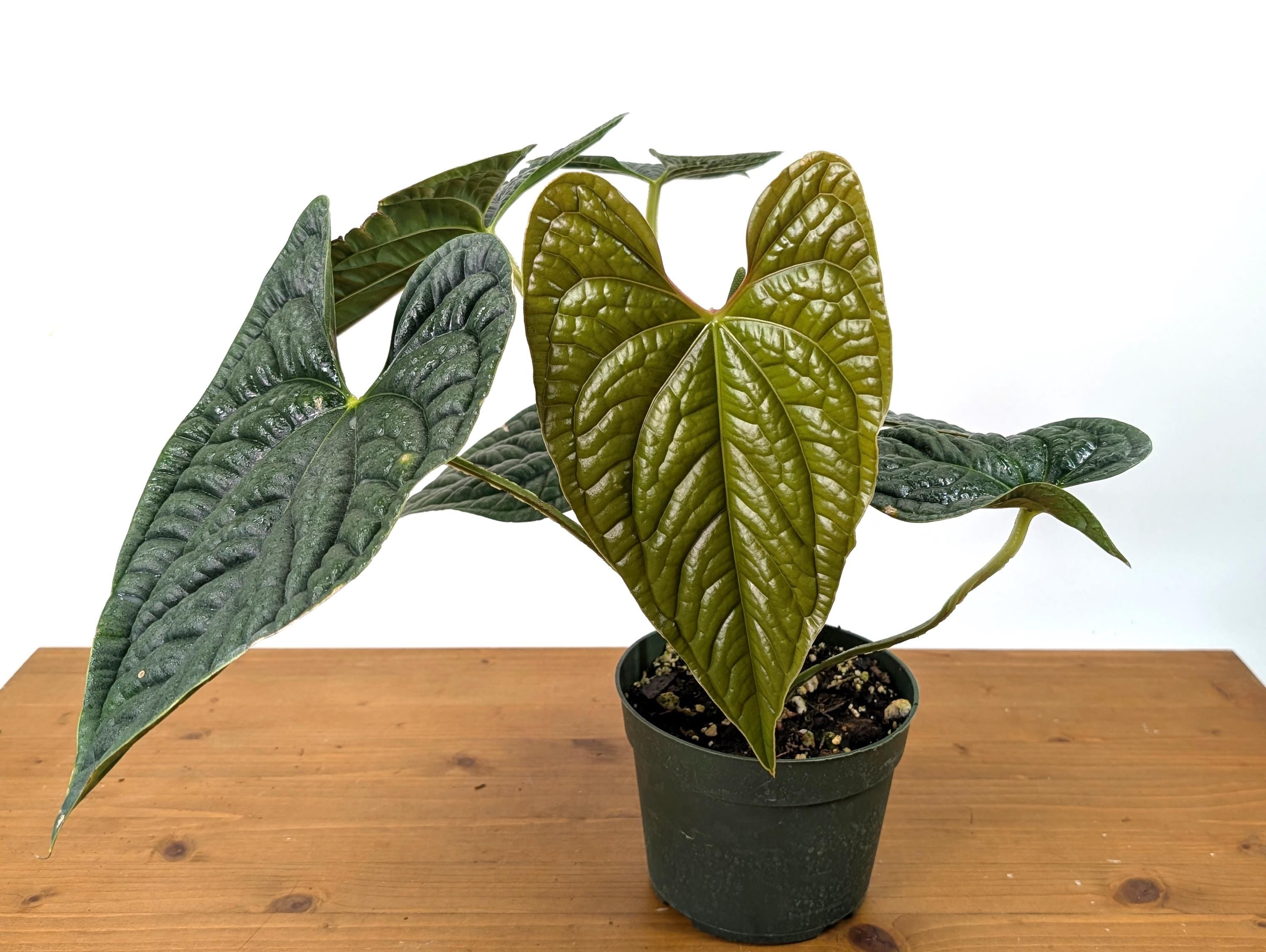 EXACT XL Anthurium Luxurians - Deep Textured Leaves - Extra Plant in 6 inch pot