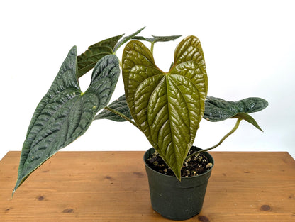 EXACT XL Anthurium Luxurians - Deep Textured Leaves - Extra Plant in 6 inch pot