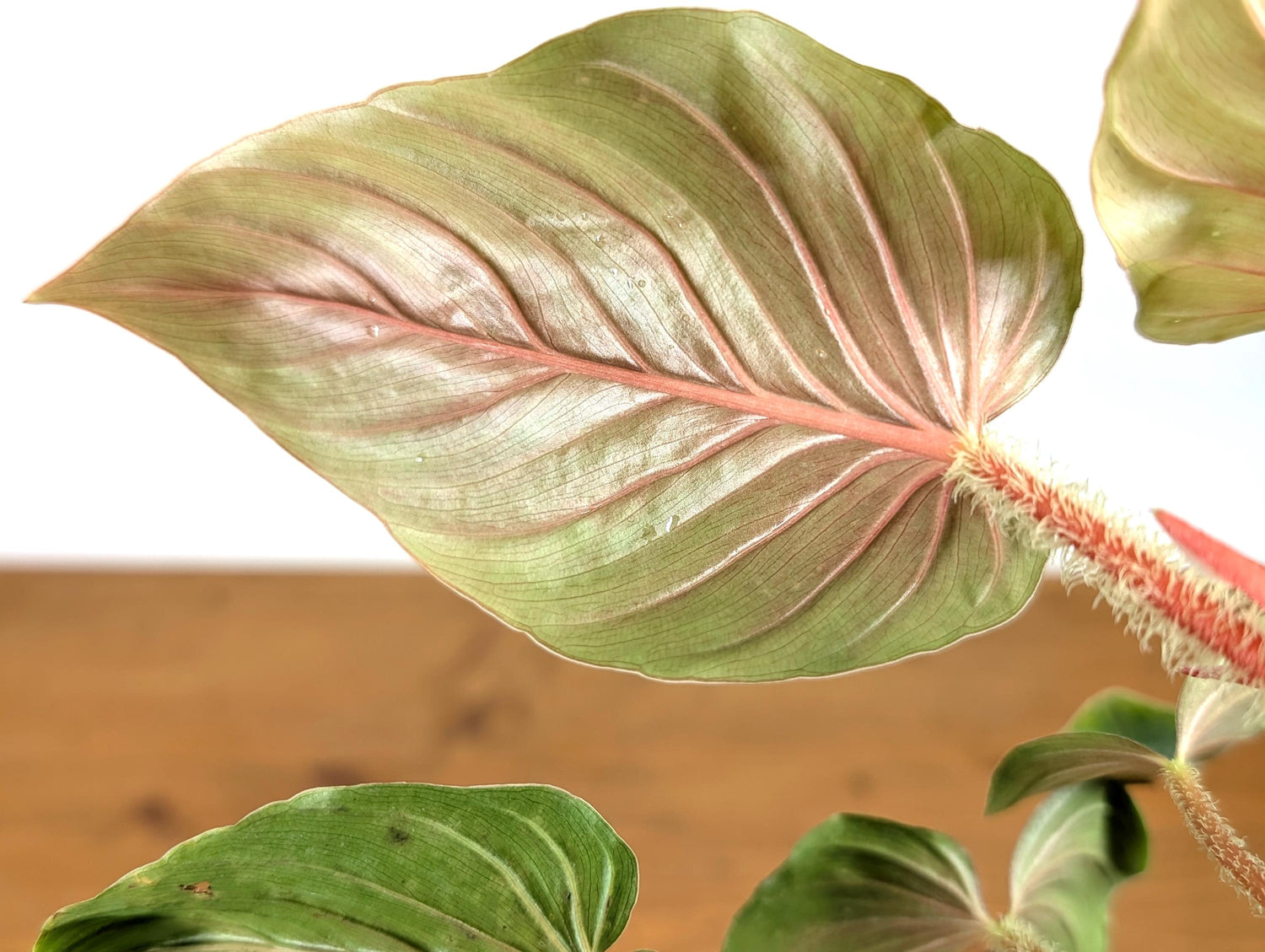 Philodendron Serpens Pink