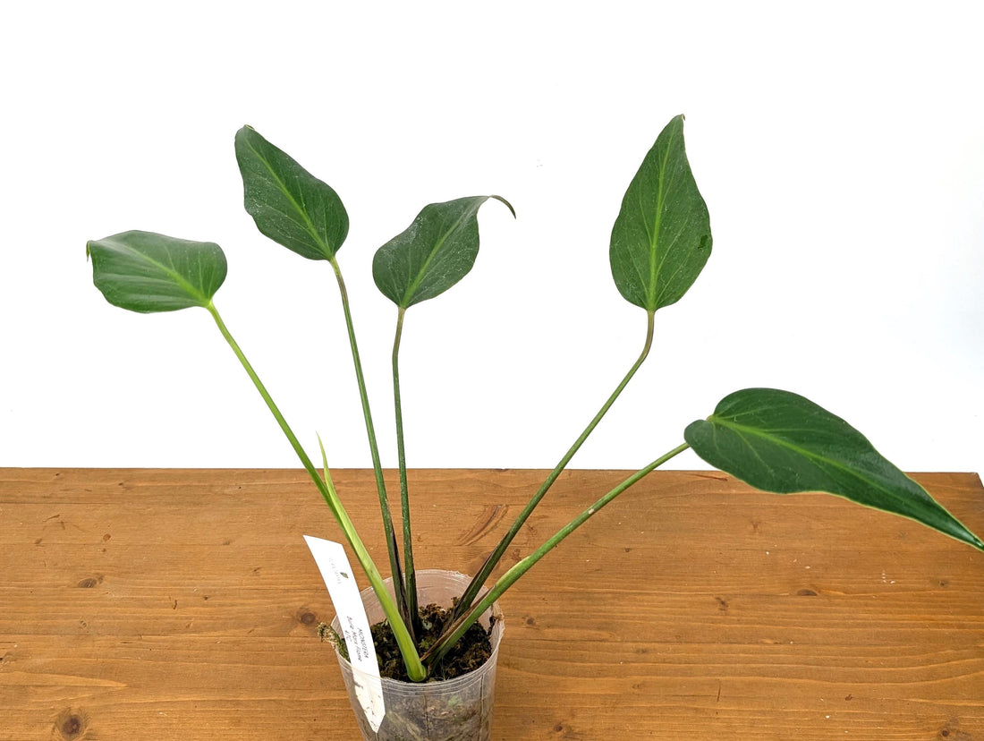 Monstera Burle Marx Flame Exact Plant Pictured in 4 Inch Pot over 12 Inches tall