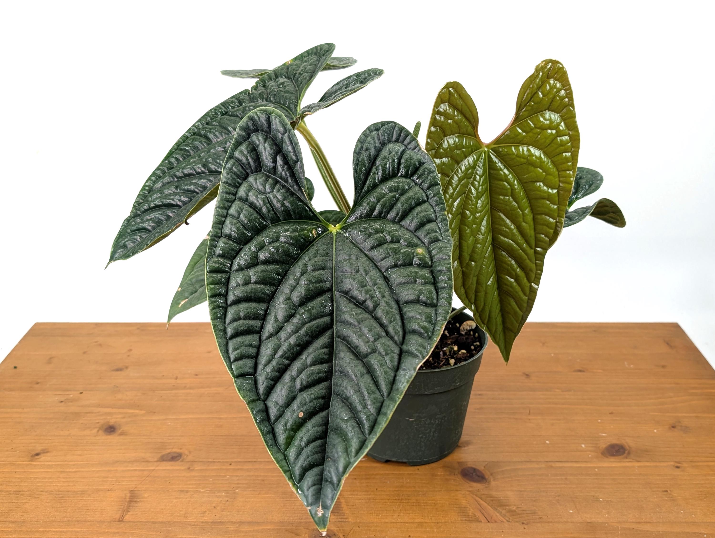 EXACT XL Anthurium Luxurians - Deep Textured Leaves - Extra Plant in 6 inch pot