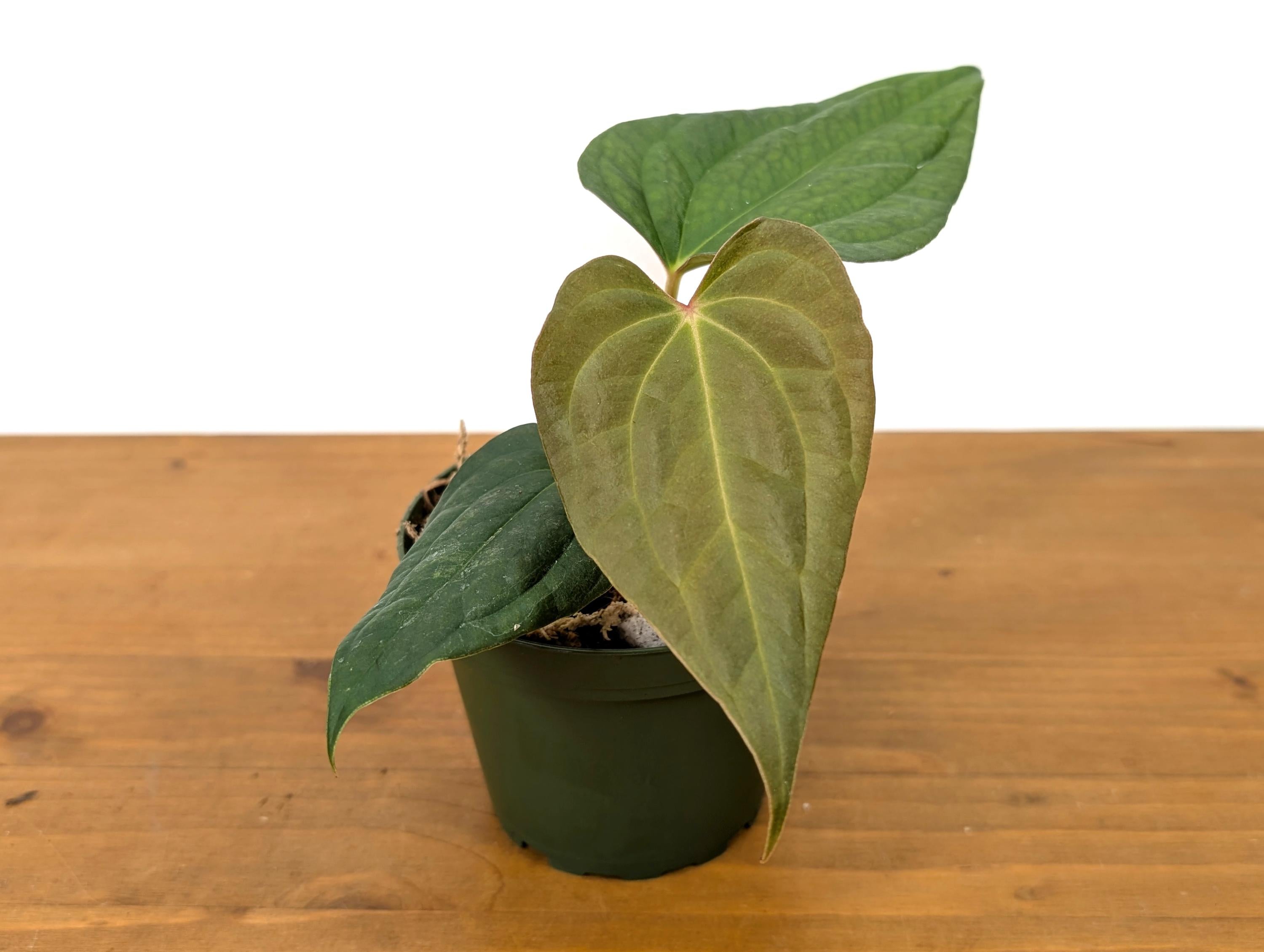 Anthurium (Crystallinum x Besseae) x A. Luxurians Rare Hybrid in 4 inch pot