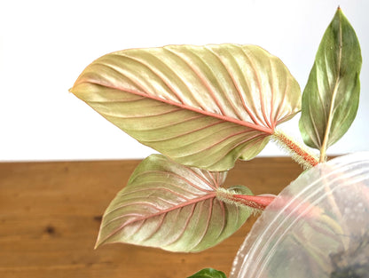 Philodendron Serpens Pink