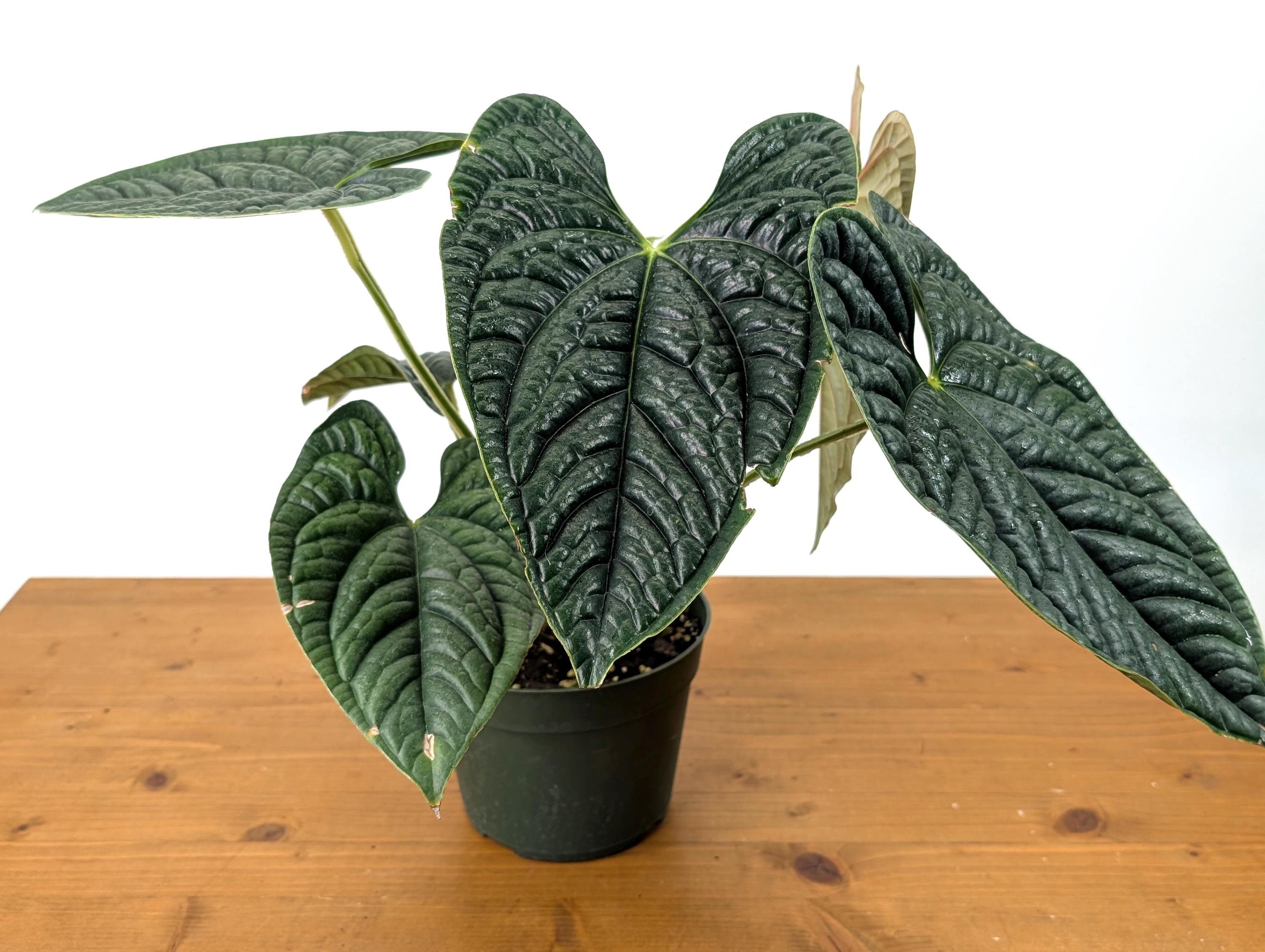 EXACT XL Anthurium Luxurians - Deep Textured Leaves - Extra Plant in 6 inch pot