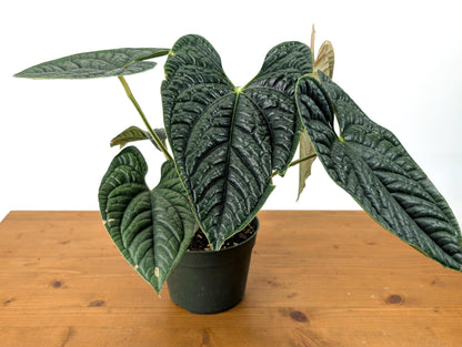 EXACT XL Anthurium Luxurians - Deep Textured Leaves - Extra Plant in 6 inch pot