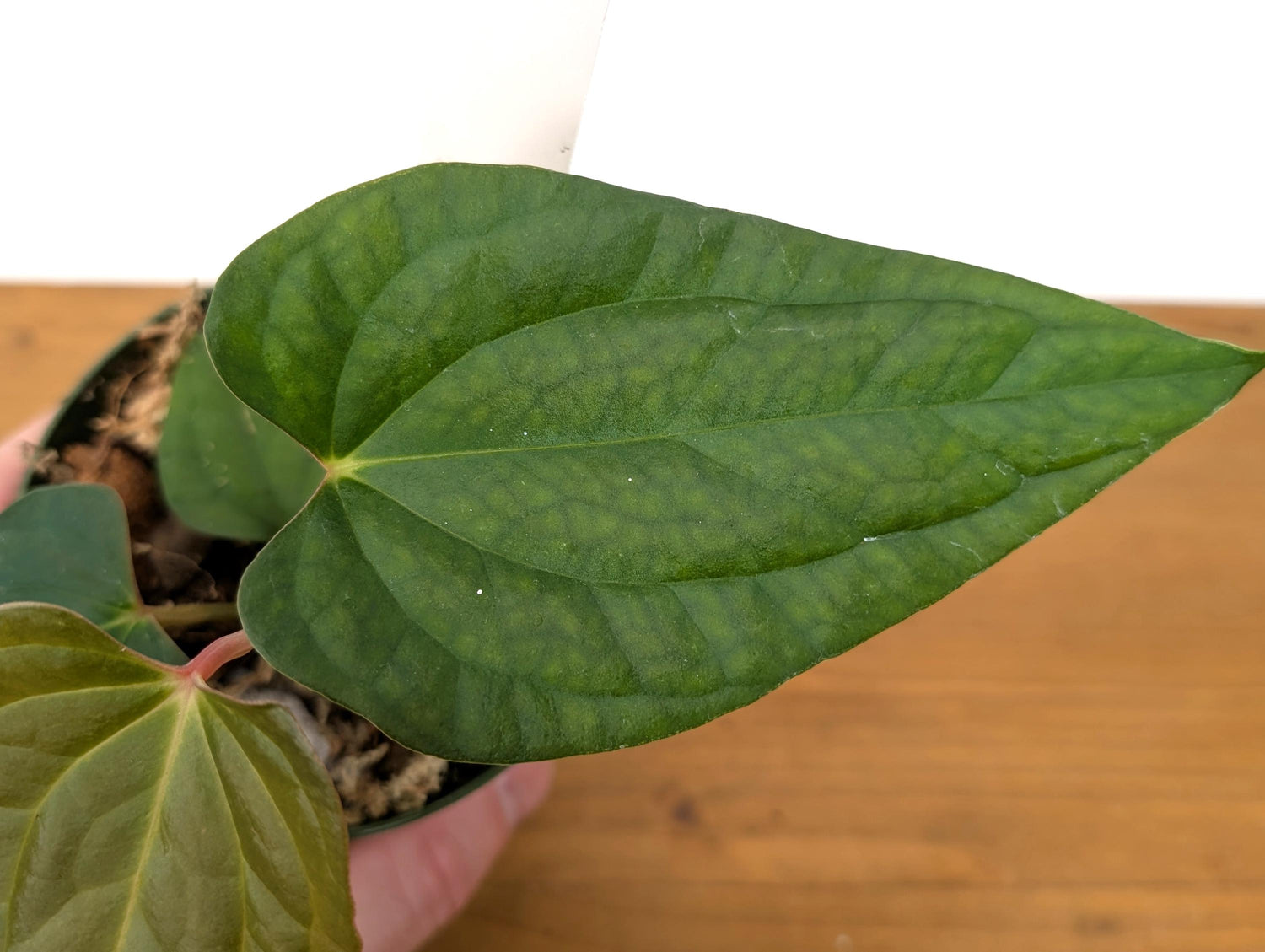 Anthurium (Crystallinum x Besseae) x A. Luxurians Rare Hybrid in 4 inch pot