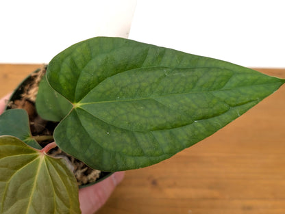 Anthurium (Crystallinum x Besseae) x A. Luxurians Rare Hybrid in 4 inch pot