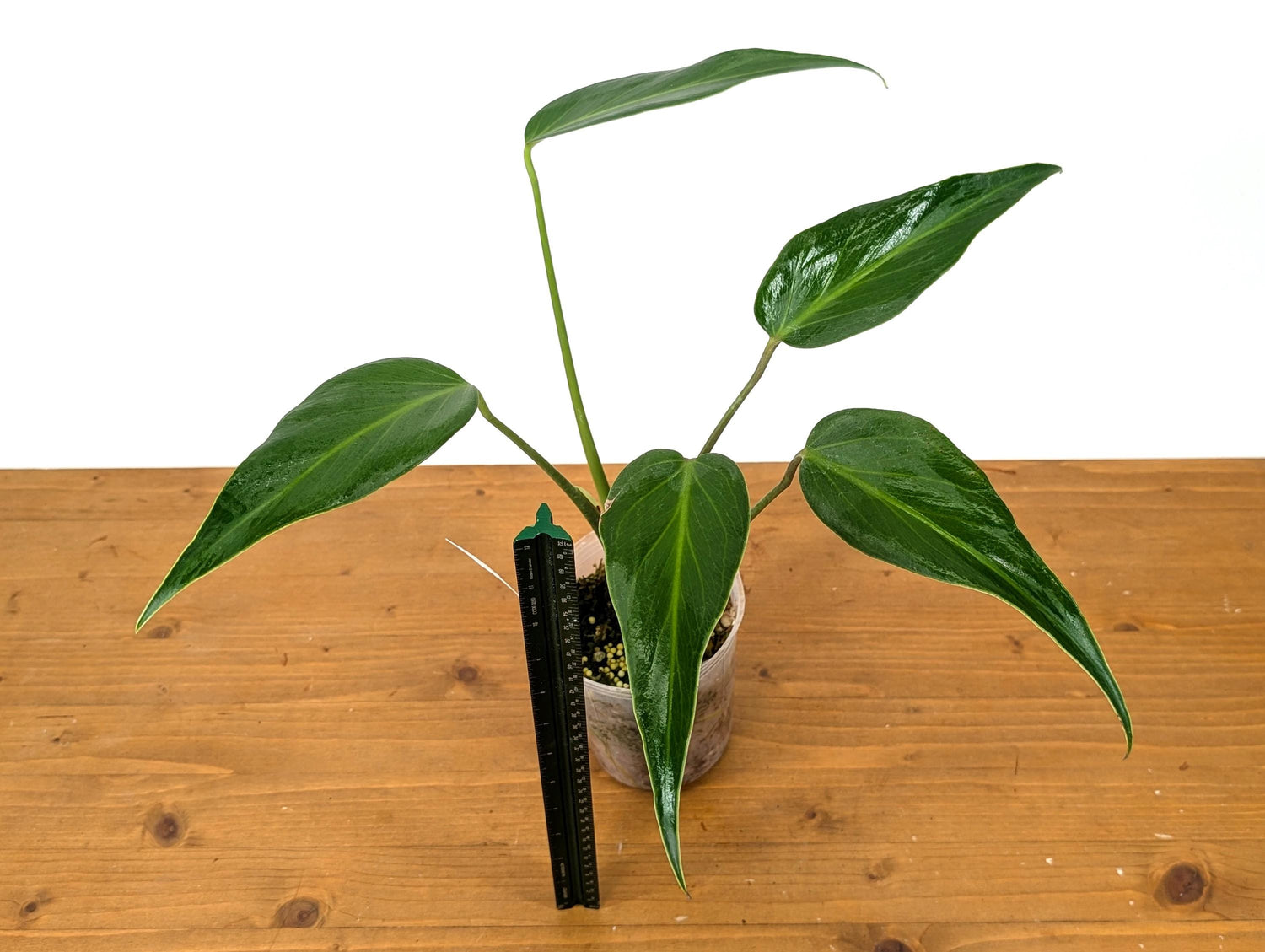 Monstera Burle Marx Flame 5 Leaves Leaves Exact Plant Pictured in 4 Inch Pot over 12 Inches tall