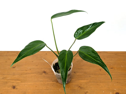 Monstera Burle Marx Flame 5 Leaves Leaves Exact Plant Pictured in 4 Inch Pot over 12 Inches tall