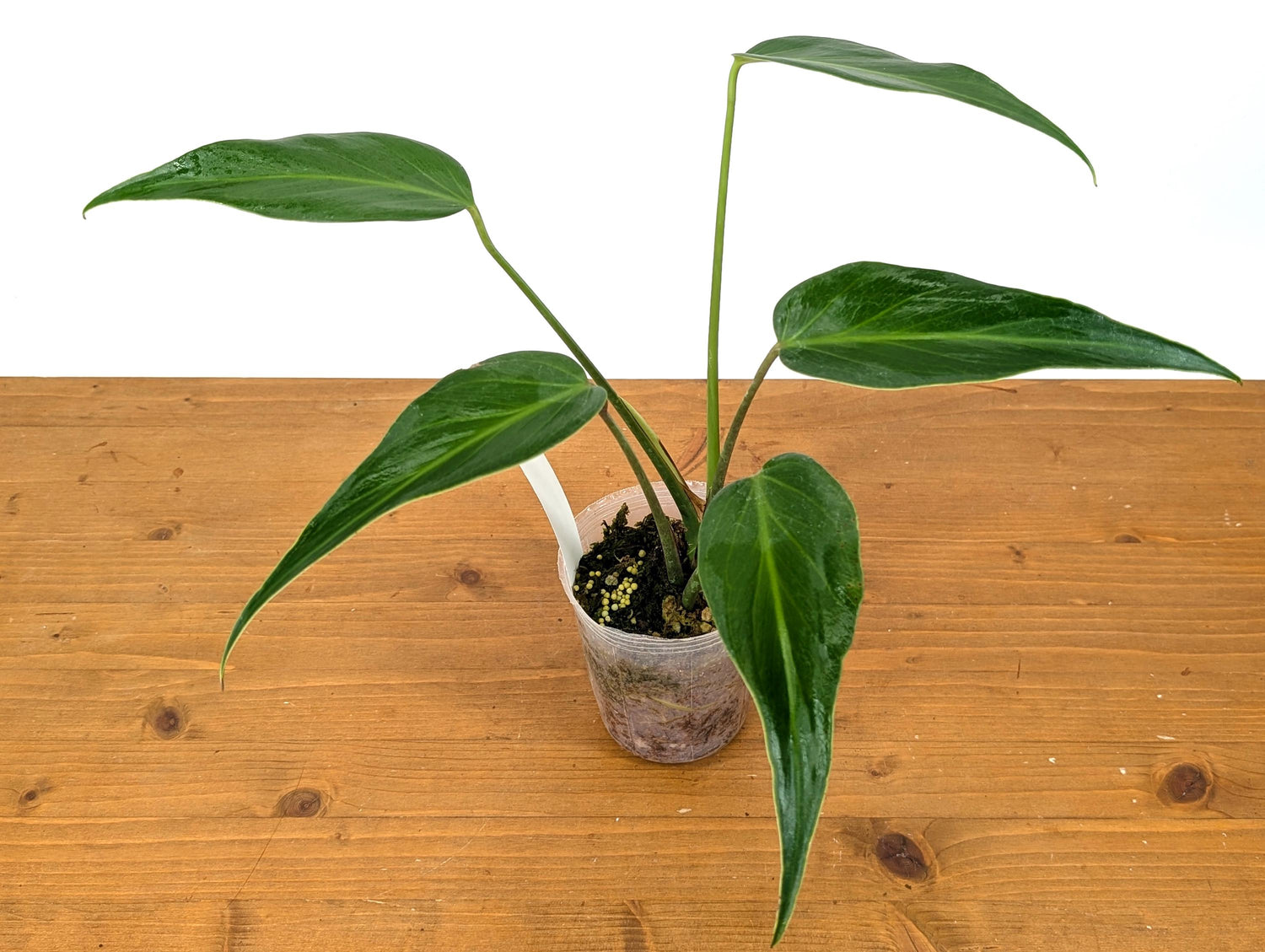 Monstera Burle Marx Flame 5 Leaves Leaves Exact Plant Pictured in 4 Inch Pot over 12 Inches tall