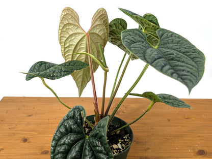 EXACT XL Anthurium Luxurians - Deep Textured Leaves - Extra Plant in 6 inch pot