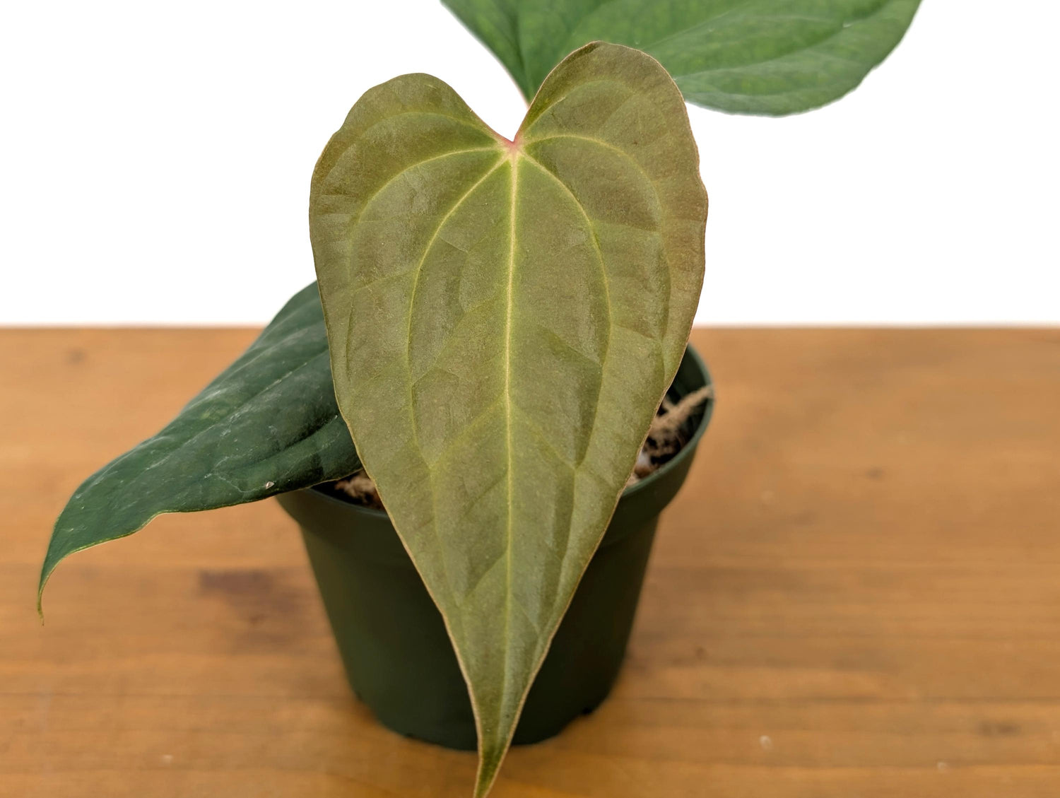 Anthurium (Crystallinum x Besseae) x A. Luxurians Rare Hybrid in 4 inch pot