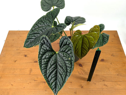 EXACT XL Anthurium Luxurians - Deep Textured Leaves - Extra Plant in 6 inch pot