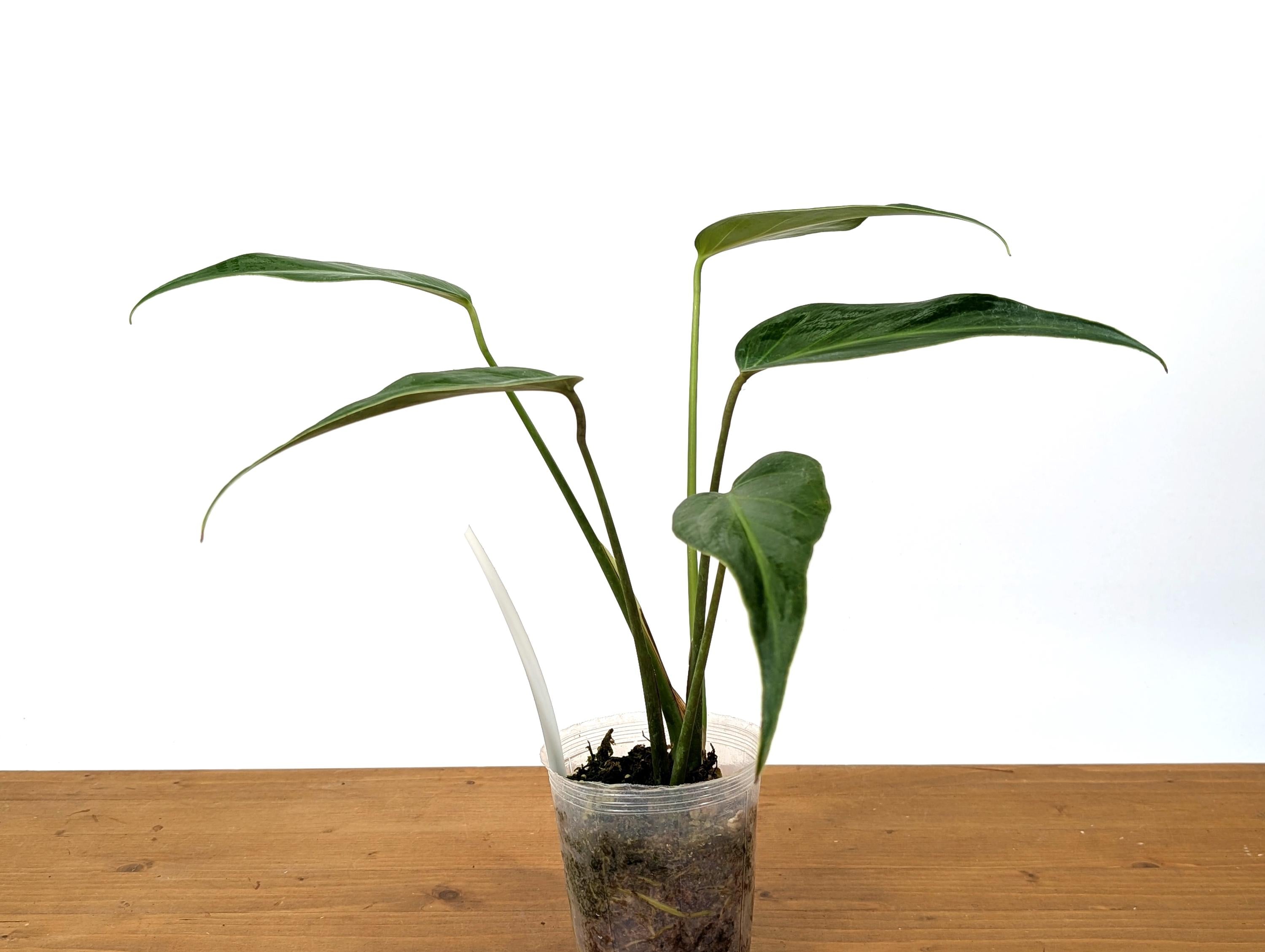 Monstera Burle Marx Flame 5 Leaves Leaves Exact Plant Pictured in 4 Inch Pot over 12 Inches tall