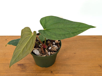 Anthurium (Crystallinum x Besseae) x A. Luxurians Rare Hybrid in 4 inch pot