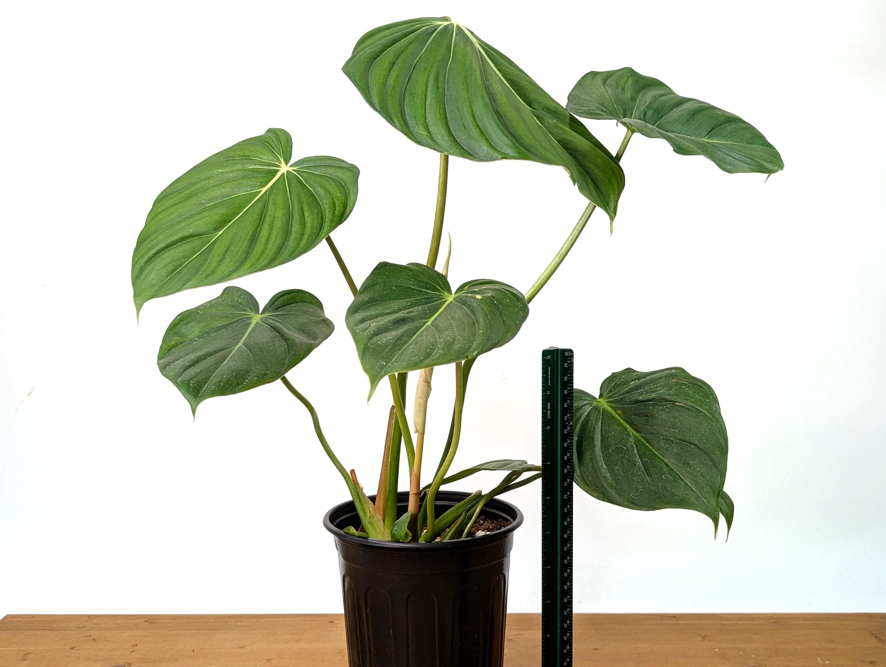 Philodendron McDowell XL Mature Plant in 1 Gallon Pot Over 16&quot; Tall